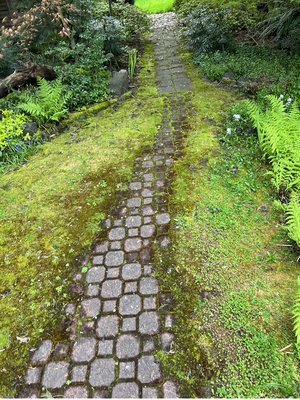 Restoring back walkway - This property was overgrown, we restored all the moss overgrown walkways, and trimmed all the shrubs and trees . Restoring back walkway - This property was overgrown, we restored all the moss overgrown walkways, and trimmed all the shrubs and trees .