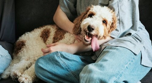 Try us for just $39! - Trial visit includes: bath (with towel-dry), ear cleaning, nail trim, teeth brushing, and 6-point wellness check.