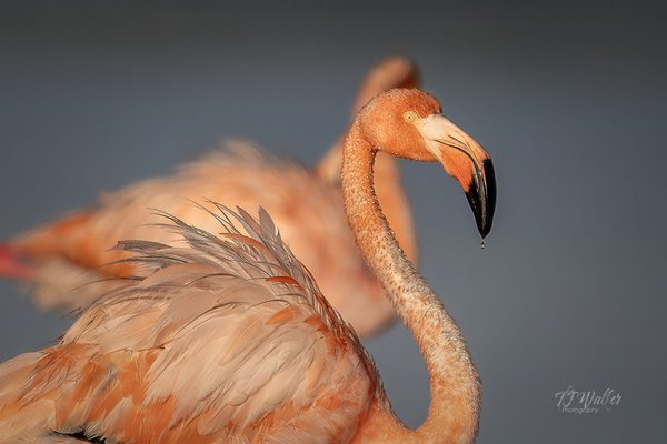 Wildlife Photography Workshops - Come experience Florida wildlife at its best! Individual or groups.
Learn how to get the very best wildlife action photographs out of your camera! Wildlife Photography Workshops - Come experience Florida wildlife at its best! Individual or groups.
Learn how to get the very best wildlife action photographs out of your camera!