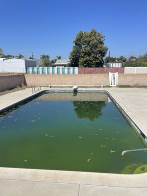 GREEN TO CLEAN - This pool was in terrible shape. Loads of algae. On my first visit I couldn’t even see the floor of the pool in the shallow end. This took a lot of work but we got it cleaned out and ready to run. We will be servicing this pool weekly to ensure it never gets anywhere near as bad as it was before. 💎✨ GREEN TO CLEAN - This pool was in terrible shape. Loads of algae. On my first visit I couldn’t even see the floor of the pool in the shallow end. This took a lot of work but we got it cleaned out and ready to run. We will be servicing this pool weekly to ensure it never gets anywhere near as bad as it was before. 💎✨