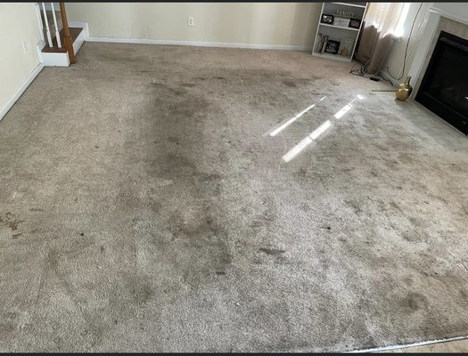 Before and after restoration clean - These carpets had not been cleaned for 5 years. High traffic home with children and pets Before and after restoration clean - These carpets had not been cleaned for 5 years. High traffic home with children and pets