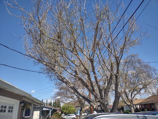 Ginkgo Biloba, Structural Re-Balancing, from
PG & E Debauchery. - Structural, as well as Aesthetic, Re-Balancing of a Ginkgo Biloba, in San Lorenzo, in lieu, of PG & E, Debauchery. Ginkgo Biloba, Structural Re-Balancing, from
PG & E Debauchery. - Structural, as well as Aesthetic, Re-Balancing of a Ginkgo Biloba, in San Lorenzo, in lieu, of PG & E, Debauchery.