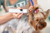Bath and Nails Packages - Bath Package (10 Baths)
45 mins|$500
Our groomers begin with a relaxing bath, shampoo and conditioner, brush and blow dry, ear cleanse and nail trim, leaving your furry friend feeling fresh and fabulous. Keep your short-haired pup fresh and clean from paws to tails every 6 weeks with this package and save!
Nail Maintenance Package
15 mins|$100
A professional cut and buff ensures the paws stay clean and comfortable. 6 Trims for the price of 5. Each trim must be scheduled at least 4 weeks apart. Bath and Nails Packages - Bath Package (10 Baths)
45 mins|$500
Our groomers begin with a relaxing bath, shampoo and conditioner, brush and blow dry, ear cleanse and nail trim, leaving your furry friend feeling fresh and fabulous. Keep your short-haired pup fresh and clean from paws to tails every 6 weeks with this package and save!
Nail Maintenance Package
15 mins|$100
A professional cut and buff ensures the paws stay clean and comfortable. 6 Trims for the price of 5. Each trim must be scheduled at least 4 weeks apart.