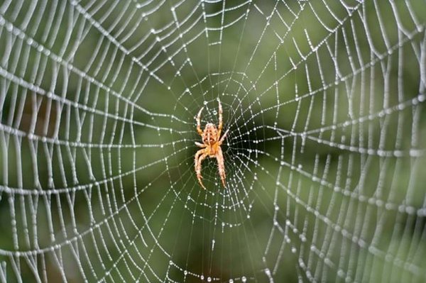 Spider Control - It is the end of summer and as we head into the fall the spiders like to head inside your home or office. Give us a call today and we can resolve your issue for you! Spider Control - It is the end of summer and as we head into the fall the spiders like to head inside your home or office. Give us a call today and we can resolve your issue for you!
