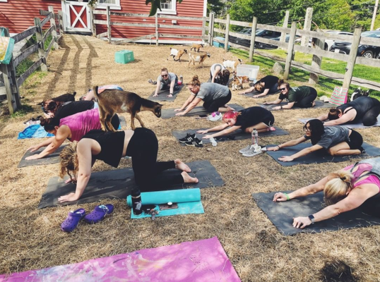 Goat Yoga - Not your traditional yoga class, goat yoga is a great way to get out of your head, try something new and interact with silly, adorable goats! Goat Yoga - Not your traditional yoga class, goat yoga is a great way to get out of your head, try something new and interact with silly, adorable goats!