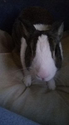 exotic pets - I had exotic pets as teenagers and young adult. I'm very passionate about animals including snakes, rabbits, ferrets, lizards etc.