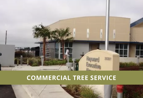 Commercial Tree Service - ArborTech Inc. has an A+ rating with the Better Business Bureau. We’re happy to offer our extensive commercial tree services in Hayward, CA to both small and large companies. Our certified arborist and tree care professionals have worked in the field for over 30 years and are ready to put their expertise to work for your business.
You can have faith in the commercial tree care services provided by our team of tree care professionals. Our clients come from all over the Bay Area, including various types of businesses, industrial parks, homeowners’ associations, and other organizations. The trees and landscaping on your property are an investment that ArborTech Inc. will help you protect and grow.
Our thorough evaluation, which includes monitoring for tree diseases and insects, meticulous pruning, and safe tree and stump removal, will benefit the trees on your commercial property. We care about the safety of your employees, residents, or customers, as well as enhancing your property’s landscape. Schedule an appointment today by calling us. Commercial Tree Service - ArborTech Inc. has an A+ rating with the Better Business Bureau. We’re happy to offer our extensive commercial tree services in Hayward, CA to both small and large companies. Our certified arborist and tree care professionals have worked in the field for over 30 years and are ready to put their expertise to work for your business.
You can have faith in the commercial tree care services provided by our team of tree care professionals. Our clients come from all over the Bay Area, including various types of businesses, industrial parks, homeowners’ associations, and other organizations. The trees and landscaping on your property are an investment that ArborTech Inc. will help you protect and grow.
Our thorough evaluation, which includes monitoring for tree diseases and insects, meticulous pruning, and safe tree and stump removal, will benefit the trees on your commercial property. We care about the safety of your employees, residents, or customers, as well as enhancing your property’s landscape. Schedule an appointment today by calling us.