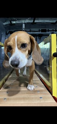 Indy loves our treadmills - Indy (Indy Bear) is one of new regulars! She has a lot of energy and loves her time on our treadmills!