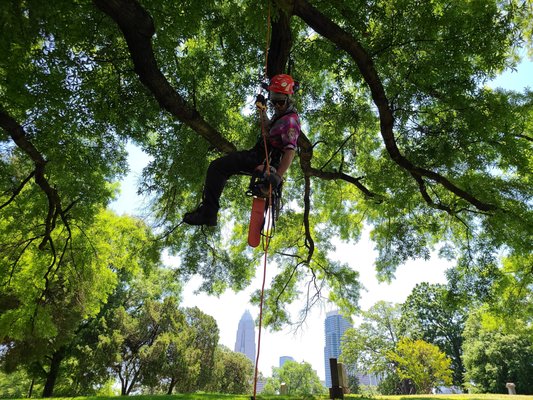 Tree Removal - At Heartwood Tree Care, we offer efficient and affordable tree removal solutions. Our experienced team works quickly and safely to remove unwanted trees, enhancing your landscape and ensuring your safety. Get in touch for competitive pricing and top-notch service.