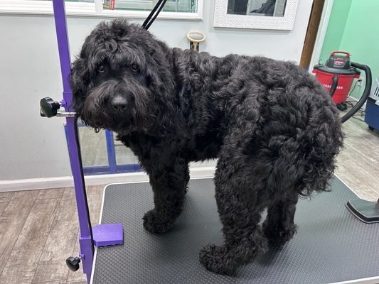 Doodle before/after - Doodles can be a challenge. Thick, curly, hair takes extra time and skill. Don't trust your doodle to just any groomer. Come to the experts! Doodle before/after - Doodles can be a challenge. Thick, curly, hair takes extra time and skill. Don't trust your doodle to just any groomer. Come to the experts!
