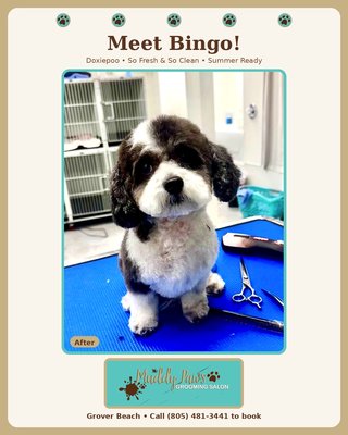 Bingo the Doxiepoo - Meet Bingo, our latest Muddy Paws superstar! This adorable Doxiepoo came in barely able to see past his own fur and walked out looking like a completely different dog. Our groomer, Chelsea, gave him a fresh summer cut, and honestly, the transformation is one of our favorites. Bingo was an absolute sweetheart through the whole groom, and we could not get enough of that face once all that hair was out of the way.
If your pup is overdue for a summer refresh, we would love to help. Give us a call at (805) 481-3441 to book your appointment.
Muddy Paws Grooming Salon
Grover Beach, CA
(805) 481-3441 Bingo the Doxiepoo - Meet Bingo, our latest Muddy Paws superstar! This adorable Doxiepoo came in barely able to see past his own fur and walked out looking like a completely different dog. Our groomer, Chelsea, gave him a fresh summer cut, and honestly, the transformation is one of our favorites. Bingo was an absolute sweetheart through the whole groom, and we could not get enough of that face once all that hair was out of the way.
If your pup is overdue for a summer refresh, we would love to help. Give us a call at (805) 481-3441 to book your appointment.
Muddy Paws Grooming Salon
Grover Beach, CA
(805) 481-3441