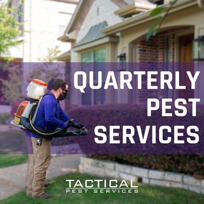 Quarterly Pest Control Services - Is Quarterly Pest Control Necessary?
Quarterly Pest control is very necessary, and for various reasons. Unlike an annual treatment, treating your property quarterly not only protects you from various types of pest, but with regular maintenance you will eliminate their eggs and larvae, keeping your property pest free year around. Since some pests are seasonal, such as flies and mosquitoes in the Summer months, and rodents that find their way inside in the winter, a quarterly visit will ensure that the proper pest control techniques are being used at the proper time of year. Having quarterly pest control services from Tactical will give you peace of mind that your home or business will remain pest free.
Will I need to sign a contract for Quarterly Services?
Yes, a pest control service contract guarantees that one of our Tactical technicians will maintain pest control services for your home or business year around. We will conduct a thorough inspection every three months looking for any signs of pest infestation. Then the property will be treated for pests based on the specific needs of each customer, creating a barrier that will stop bugs in their tracks.
Will they treat the inside and outside?
Absolutely, it does not matter if your property is a large retail space or the place you call home, Tactical Pest Services will treat both the landscape and the interior according to the need found upon inspection. With our quarterly maintenance program your property will be monitored and protected both inside and out. This level of treatment is the best way to get rid of irritating pests and keep them away.
What if pests come back after treatment?
This is a perfect example of why it is important to have a quarterly maintenance contract with Tactical Pest Services. Our quarterly maintenance program comes with our money back guarantee that we will keep pests from being a problem for you. If you happen to notice that pests have returned before your next scheduled visit, we are only a phone call away. Give us a call and we will schedule an additional inspection and remove the pest problem at no additional cost.
How much does Tactical Charge for Quarterly Pest Control?
Having a quarterly maintenance contract with Tactical is very affordable, starting at just $ 109.00 per-month. Of course, not everyone has the same extermination needs and pricing will vary based on the type of property that is being treated, the type of products that will be used. It also will depend on the size of the building being treated, such as a small residential home versus a large retail outlet.
Get A Quote:
To learn more about Tactical Pest Control’s Quarterly contracts, please call us at 214-216-6407, or fill out our “Get A Quote” form under contact us, and one of our team members will get in touch with you as soon as possible. Exceptional customer service is our number one priority at Tactical Pest Services. We look forward to working with you soon. Quarterly Pest Control Services - Is Quarterly Pest Control Necessary?
Quarterly Pest control is very necessary, and for various reasons. Unlike an annual treatment, treating your property quarterly not only protects you from various types of pest, but with regular maintenance you will eliminate their eggs and larvae, keeping your property pest free year around. Since some pests are seasonal, such as flies and mosquitoes in the Summer months, and rodents that find their way inside in the winter, a quarterly visit will ensure that the proper pest control techniques are being used at the proper time of year. Having quarterly pest control services from Tactical will give you peace of mind that your home or business will remain pest free.
Will I need to sign a contract for Quarterly Services?
Yes, a pest control service contract guarantees that one of our Tactical technicians will maintain pest control services for your home or business year around. We will conduct a thorough inspection every three months looking for any signs of pest infestation. Then the property will be treated for pests based on the specific needs of each customer, creating a barrier that will stop bugs in their tracks.
Will they treat the inside and outside?
Absolutely, it does not matter if your property is a large retail space or the place you call home, Tactical Pest Services will treat both the landscape and the interior according to the need found upon inspection. With our quarterly maintenance program your property will be monitored and protected both inside and out. This level of treatment is the best way to get rid of irritating pests and keep them away.
What if pests come back after treatment?
This is a perfect example of why it is important to have a quarterly maintenance contract with Tactical Pest Services. Our quarterly maintenance program comes with our money back guarantee that we will keep pests from being a problem for you. If you happen to notice that pests have returned before your next scheduled visit, we are only a phone call away. Give us a call and we will schedule an additional inspection and remove the pest problem at no additional cost.
How much does Tactical Charge for Quarterly Pest Control?
Having a quarterly maintenance contract with Tactical is very affordable, starting at just $ 109.00 per-month. Of course, not everyone has the same extermination needs and pricing will vary based on the type of property that is being treated, the type of products that will be used. It also will depend on the size of the building being treated, such as a small residential home versus a large retail outlet.
Get A Quote:
To learn more about Tactical Pest Control’s Quarterly contracts, please call us at 214-216-6407, or fill out our “Get A Quote” form under contact us, and one of our team members will get in touch with you as soon as possible. Exceptional customer service is our number one priority at Tactical Pest Services. We look forward to working with you soon.