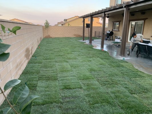 Fescue Sod Installation - Here in the Backyard we Installed Sprinkler systems with our superior fescue. Fescue Sod Installation - Here in the Backyard we Installed Sprinkler systems with our superior fescue.