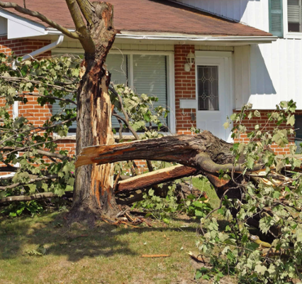 Tree Removal and Stump Grinding - Call for a quote - 408-499-3955 Tree Removal and Stump Grinding - Call for a quote - 408-499-3955