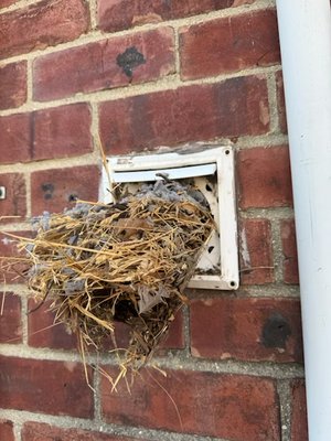 Condo Complex Dryer Vent Cleanings - We cleaned all the dryer vents for a condo complex in South Jersey. There were many birds nests in the dryer vents which is a huge fire hazard!