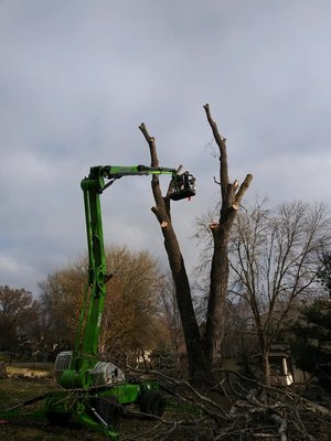 Tree Trimming and Removal - We trim and remove trees using our turf friendly lift, or can climb difficult to access trees.