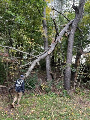 Tree Services - We specialize in demolition, remodeling, junk removal, tree services and more! Call today for a consultation! Tree Services - We specialize in demolition, remodeling, junk removal, tree services and more! Call today for a consultation!