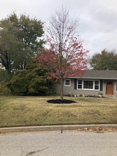James Dr, St. Charles, MO - We planted a 7 inch Sugar Maple tree for this couple who said "they didn't want to wait for a tree to grow"!! James Dr, St. Charles, MO - We planted a 7 inch Sugar Maple tree for this couple who said "they didn't want to wait for a tree to grow"!!