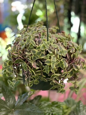 Houseplants - Check out our new expanded Houseplant section. New plants coming in weekly! Houseplants - Check out our new expanded Houseplant section. New plants coming in weekly!