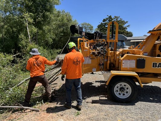 Pruning & removals - Removing storm damaged trees Pruning & removals - Removing storm damaged trees