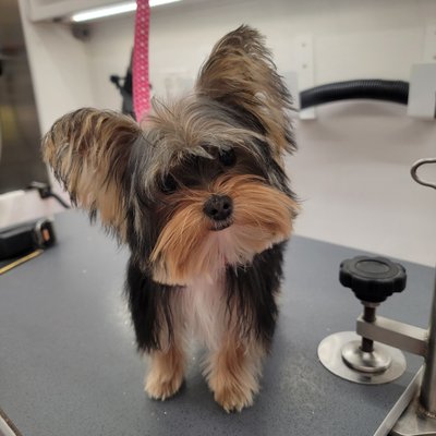 Experienced Dog Groomers - We have 3 modern energy efficient Mobile Grooming Vans for your curbside service. No more dirty dogs in your car or puppy accidents from the car ride !!! Clean safe environment & no cage. We bring everything to you including a Professional Groomer. Experienced Dog Groomers - We have 3 modern energy efficient Mobile Grooming Vans for your curbside service. No more dirty dogs in your car or puppy accidents from the car ride !!! Clean safe environment & no cage. We bring everything to you including a Professional Groomer.