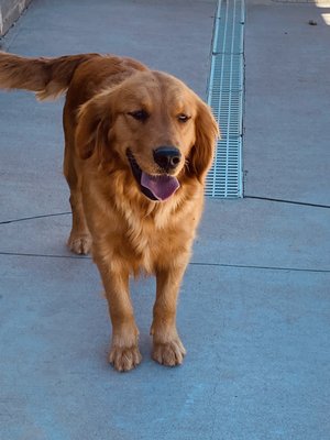 Jazzy & Bruni’s Fall litter - Jazzy & Bruni’s litter is expected to be born September 1. Jazzy & Bruni’s Fall litter - Jazzy & Bruni’s litter is expected to be born September 1.