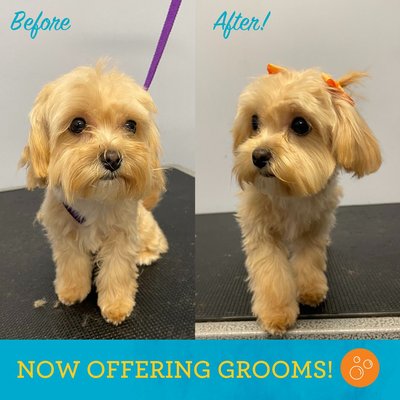 Now Offering Grooming! - We are now offering full-service grooms! Please call (206) 485-7568 to book today! :)