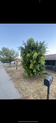 Simple project I’m the right guy for the job. Really responsible - This tree was a bit simple. Had to fix the irrigation timing and fertilize the tree Simple project I’m the right guy for the job. Really responsible - This tree was a bit simple. Had to fix the irrigation timing and fertilize the tree