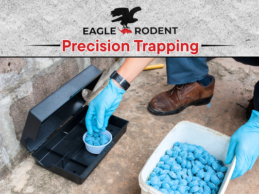 Precision Pest Trapping Services - Our precision pest trapping service is designed to safely and effectively capture and remove rodents such as rats and mice from residential spaces. This portfolio entry features a technician strategically placing traps in high-activity zones, guided by evidence gathered during inspection. Every trap is selected and positioned with care to ensure maximum effectiveness while minimizing disruption to the home. Monitoring and follow-up are included to ensure successful removal and prevent recurrence. This service offers targeted action with professional accuracy and dependable results.