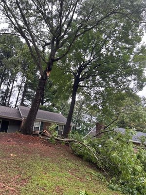 TREE REMOVAL - Removal of several trees