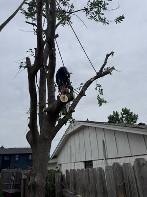 Tree Removal Services - At Johnny's Tree Service, we specialize in safe, efficient, and fully insured tree removal services for residential and commercial properties. Whether you're dealing with a storm-damaged tree, an overgrown hazard, or simply need to clear space, our trained team uses the latest equipment and proven techniques to get the job done right — without compromising your property or safety. Tree Removal Services - At Johnny's Tree Service, we specialize in safe, efficient, and fully insured tree removal services for residential and commercial properties. Whether you're dealing with a storm-damaged tree, an overgrown hazard, or simply need to clear space, our trained team uses the latest equipment and proven techniques to get the job done right — without compromising your property or safety.