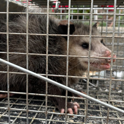 Wildlife Control & Exclusion - Wildlife can become a concern when animals such as raccoons, squirrels, skunks, bats, groundhogs, or opossums find their way onto or inside a property. Wildlife may enter attics, roofs, garages, crawl spaces, sheds, and other areas while looking for food, shelter, or a place to nest. Their presence can lead to property damage, noise, nesting activity, and other concerns.

Orkin Canada provides professional wildlife control and exclusion services for residential and commercial properties. Our trained Wildlife Pros assess the situation to identify wildlife activity, potential entry points, and conditions that may be attracting or providing access to unwanted wildlife.

A key part of wildlife management is exclusion, which focuses on preventing wildlife from entering or returning to areas where they are not wanted. Depending on the situation, services may also involve habitat modification, humane trapping, and relocation where permitted by applicable regulations.

Wildlife control solutions are tailored to the property and the type of wildlife involved. By addressing both the immediate wildlife concern and the conditions that may allow animals to access the property, professional wildlife control can help reduce the likelihood of recurring activity and protect your home or business.

Concerned about unwanted wildlife activity? Contact our team to discuss your wildlife control and exclusion needs and find the right solution for your property.