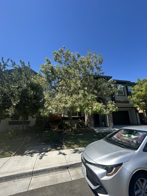 Tree removal - Tree was removed because it was blocking the front view. After removal, the entryway looks open, clean, and much brighter.