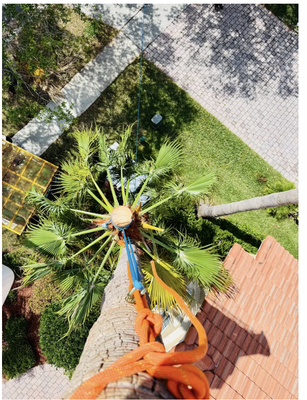 Tree Services - Palm Tree Service. We trim and remove no matter how tall Sniper has you covered. Tree Services - Palm Tree Service. We trim and remove no matter how tall Sniper has you covered.