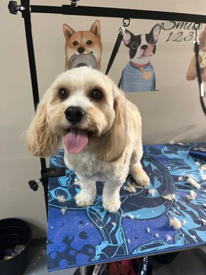 Full Grooming Service - This was some of the process of our full grooming service, we focus on keep the dog calm during the process, on that way we have a less stressful environment.