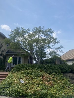 Wilmer’s Tree Service - Tree Trimming - this jacaranda tree was unbalanced and the client wanted balancing of his tree Wilmer’s Tree Service - Tree Trimming - this jacaranda tree was unbalanced and the client wanted balancing of his tree