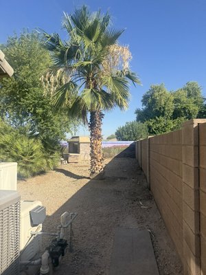 yard cleaning and palm tree trimming - yard cleaning and palm tree trimming yard cleaning and palm tree trimming - yard cleaning and palm tree trimming