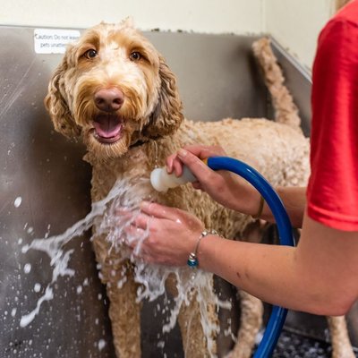 Dog Grooming Services - What’s better than picking up a happy dog from Camp? Picking up a clean and happy dog from Camp! Camp Bow Wow® is happy to provide bathing services that will leave your pup looking and smelling their best. Bathing them on your own is often time-consuming, exhausting, messy, and stressful for both you and your four-legged family member. Rather than trying to do the job yourself after a long, tiring day, why not let us take care of it during your dog’s stay?
See our website for a full price list. Dog Grooming Services - What’s better than picking up a happy dog from Camp? Picking up a clean and happy dog from Camp! Camp Bow Wow® is happy to provide bathing services that will leave your pup looking and smelling their best. Bathing them on your own is often time-consuming, exhausting, messy, and stressful for both you and your four-legged family member. Rather than trying to do the job yourself after a long, tiring day, why not let us take care of it during your dog’s stay?
See our website for a full price list.