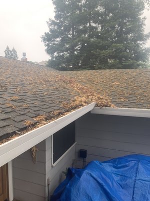 Roof and Gutter Cleaning - This customer had a roof full of leaves that had fallen from the trees. These small leaves all collected in the gutters and downspouts, clogging them completely! We were able to clean off the entire roof and clean all the gutters and downspouts! Roof and Gutter Cleaning - This customer had a roof full of leaves that had fallen from the trees. These small leaves all collected in the gutters and downspouts, clogging them completely! We were able to clean off the entire roof and clean all the gutters and downspouts!