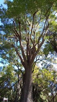 Ash Tree Pruning - Ash Tree. Lift, Prune, Thin Ash Tree Pruning - Ash Tree. Lift, Prune, Thin