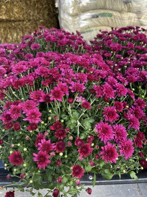 Garden Center - Here are some images from our garden center