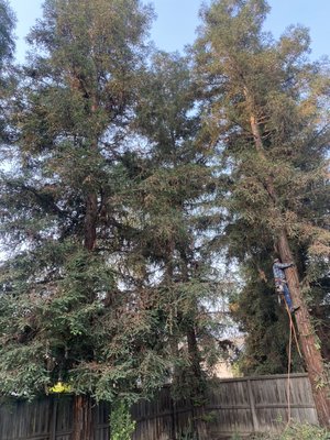 Redwood trees - 3 redwood trees had to be cut down. Roots we’re going into pool deck and leaves wouldd drop all its leaves over the pool Redwood trees - 3 redwood trees had to be cut down. Roots we’re going into pool deck and leaves wouldd drop all its leaves over the pool