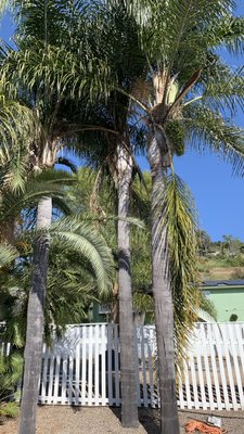 My passion - There are multiple jobs in this portfolio of different types of things we do we do yard maintenance palm tree clean Some landscaping, planting, and mulch. My passion - There are multiple jobs in this portfolio of different types of things we do we do yard maintenance palm tree clean Some landscaping, planting, and mulch.