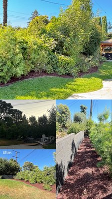 Mulching Project - Client asked for this project & quoted him a price he couldn’t pass. This project took only 2 days to be completed with everything the client desires Mulching Project - Client asked for this project & quoted him a price he couldn’t pass. This project took only 2 days to be completed with everything the client desires