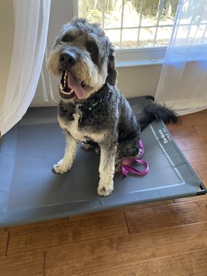 10 day board and train - Recommended for puppies and high energy pets. This program is also great for intro to off leash and leash reactivity. 10 day board and train - Recommended for puppies and high energy pets. This program is also great for intro to off leash and leash reactivity.