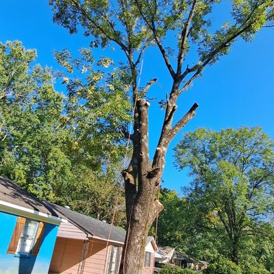Trees Removals - Easy tree Removals. Trees Removals - Easy tree Removals.
