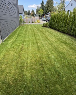 Lawn Care - Professional Lawn Care & Yard Cleanup Services in Snohomish County
Keep your yard looking its best with our family-owned, licensed, bonded, and insured lawn care and yard cleanup services. We specialize in recurring maintenance, bush trimming, leaf removal, overgrown cleanups, winter cleanups, and full yard care. With 5+ years of experience serving Lake Stevens, Marysville, and surrounding areas, our team provides reliable, high-quality service that homeowners trust. Free quotes available—call today to schedule your lawn care or yard cleanup! Lawn Care - Professional Lawn Care & Yard Cleanup Services in Snohomish County
Keep your yard looking its best with our family-owned, licensed, bonded, and insured lawn care and yard cleanup services. We specialize in recurring maintenance, bush trimming, leaf removal, overgrown cleanups, winter cleanups, and full yard care. With 5+ years of experience serving Lake Stevens, Marysville, and surrounding areas, our team provides reliable, high-quality service that homeowners trust. Free quotes available—call today to schedule your lawn care or yard cleanup!