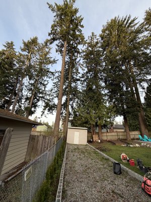 Tree removal Mountlake Terrace - These two trees posed a major threat to the home owners house as well as surrounding neighbors. And the home owners were getting a new fence built as well and needed them out of the way. Tree removal Mountlake Terrace - These two trees posed a major threat to the home owners house as well as surrounding neighbors. And the home owners were getting a new fence built as well and needed them out of the way.