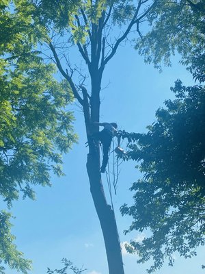 Tree Removal - This tree removal was very much needed. The tree has been dead for a few years now. It gave these customers a much better view from their patio. Tree Removal - This tree removal was very much needed. The tree has been dead for a few years now. It gave these customers a much better view from their patio.