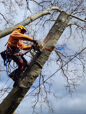 Tree Services - A Portfolio of our work in tree removal, pruning, and takedown only